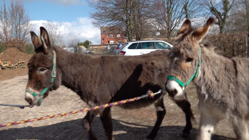 Esel gerettet in Dormagen (Foto: SAT.1 NRW)