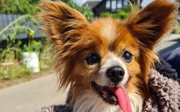 Hund ohne Herrchen: Vierbeiner lebt alleine (Foto: SAT.1 NRW)