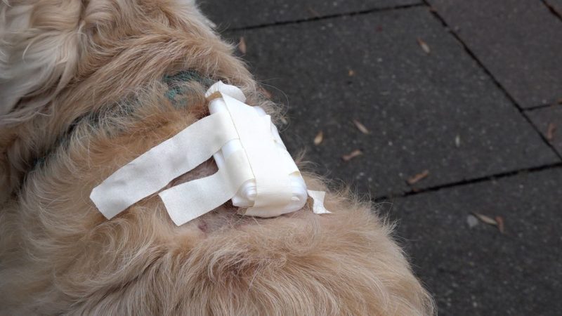Messerattacke: Hund und Herrchen schwer verletzt (Foto: SAT.1 NRW)