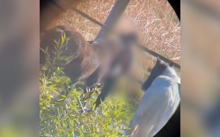 Mann vergeht sich an Pferden in Kamen (Foto: SAT.1 NRW)