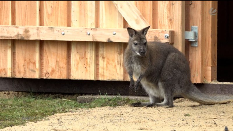 Saisonbeginn im Safaripark (Foto: SAT.1 NRW)