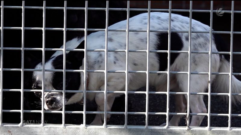 Verwahrloste Hunde gefunden (Foto: SAT.1 NRW)