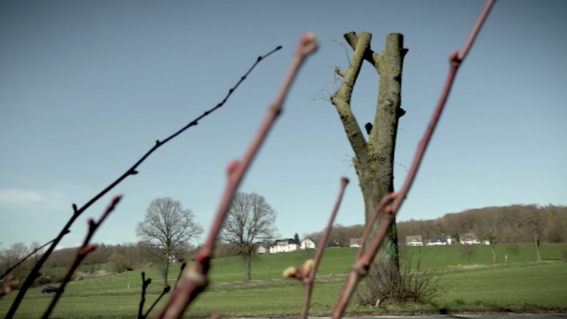 Schöne Bäume plötzlich futsch! (Foto: SAT.1 NRW)