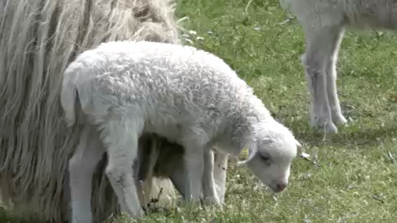 Frühlingsgefühle im Zoo (Foto: SAT.1 NRW)