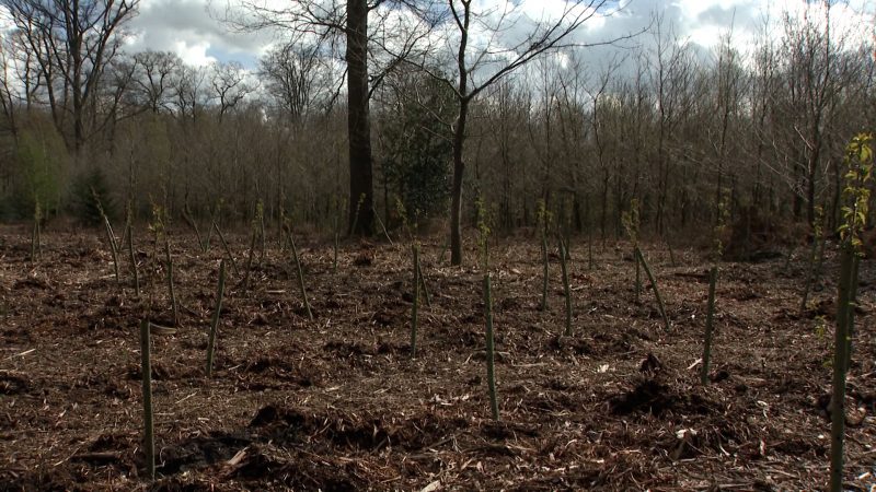 NRW plant Wiederaufforstung (Foto: SAT.1 NRW)