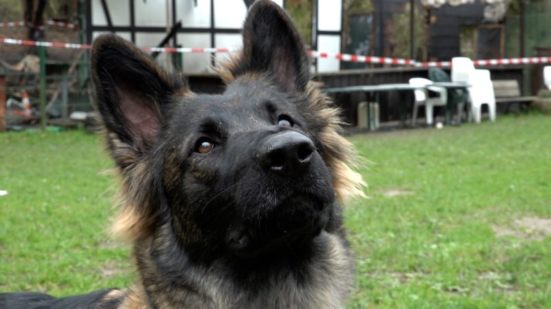 Nach Feuer: Hund und Herrchen ohne Heim (Foto: SAT.1 NRW)
