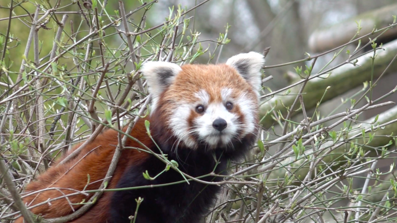 Geschäftstüchtiger Panda finanziert Gehege (Foto: SAT.1 NRW)