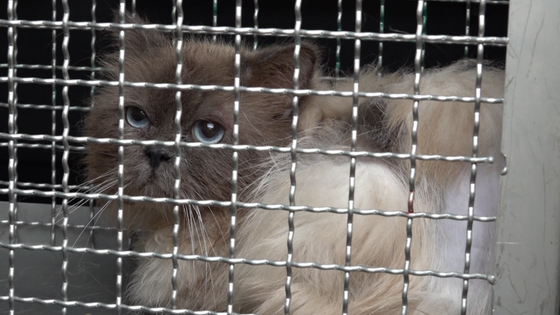 Fast 100 verwahrloste und tote Katzen in Wohnhaus (Foto: SAT.1 NRW)