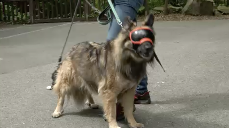 Coolster Hund NRWs sucht neues Zuhause (Foto: SAT.1 NRW)