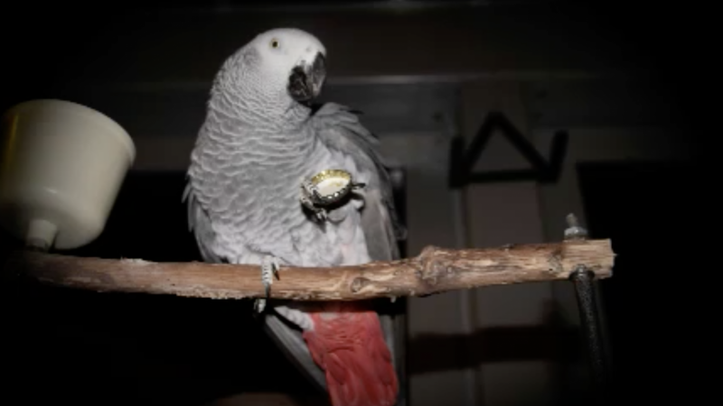 Papagei Koko gestohlen (Foto: SAT.1 NRW)