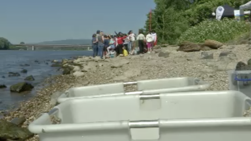 Maifisch-Wiederansiedlung im Rhein (Foto: SAT.1 NRW)