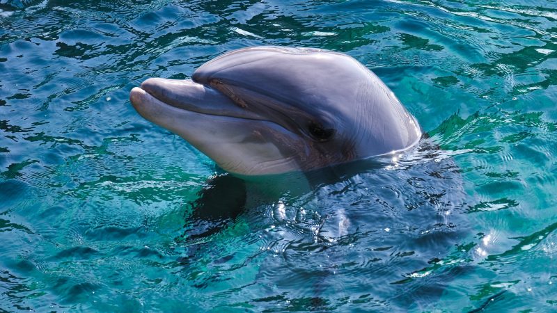 Delfin-Show von Aktivisten gestürmt (Foto: SAT.1 NRW)