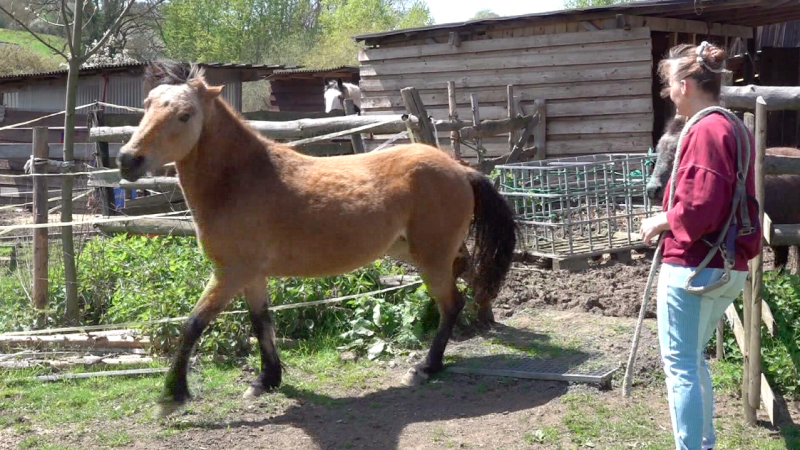 Ponys und Pferde suchen neues Zuhause (Foto: SAT.1 NRW)