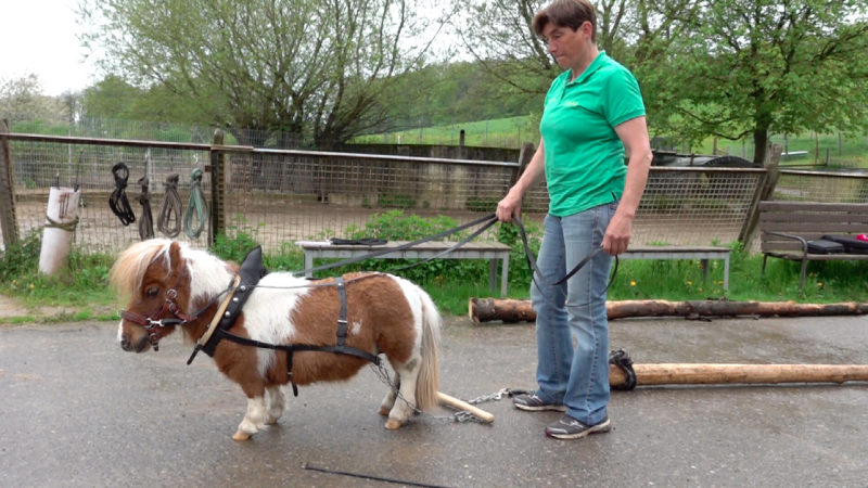 Weltrekord für kleines Pony Pumuckl (Foto: SAT.1 NRW)