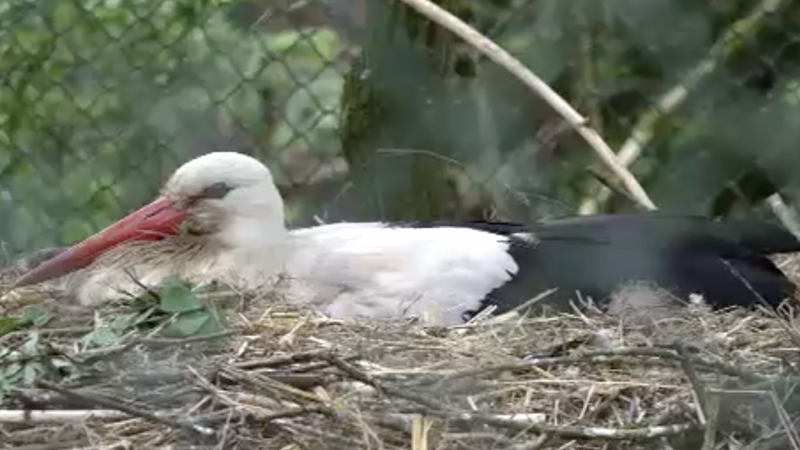 Findel-Storch zieht in Tierpark (Foto: SAT.1 NRW)