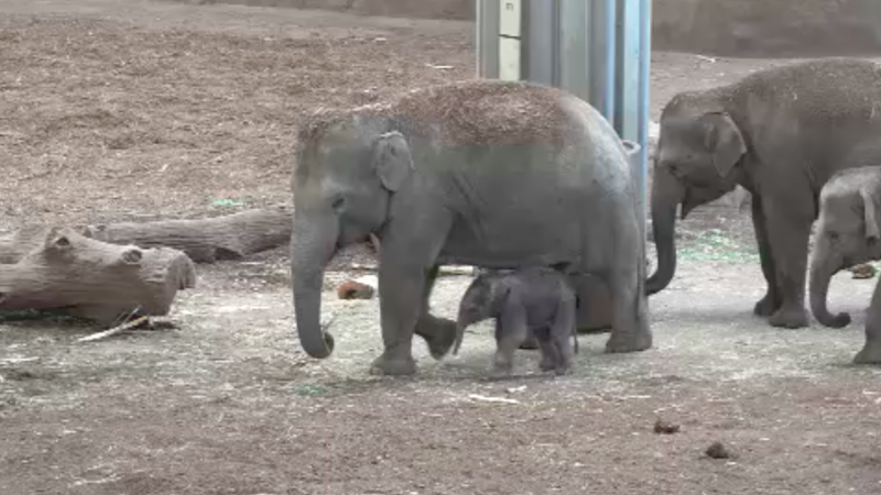 Elefantenbaby in Köln geboren (Foto: SAT.1 NRW)