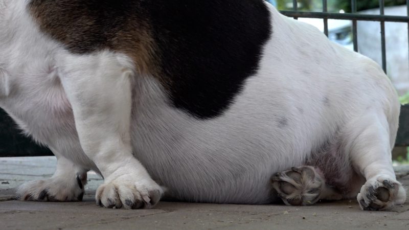 Dicker Hund Bonny wird auf Diät gesetzt (Foto: SAT.1 NRW)