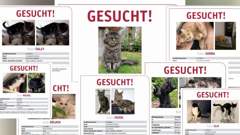 Katzen gestohlen (Foto: SAT.1 NRW)