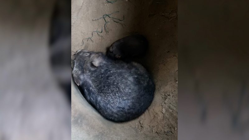 Neugeborenes Wombat-Baby begeistert Besucher (Foto: SAT.1 NRW)