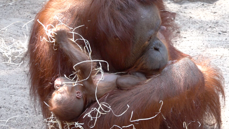 Vom Aussterben bedroht: Orang Utan in Münster geboren (Foto: SAT.1 NRW)