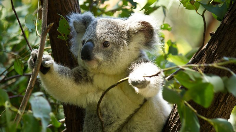 Eukalyptuswald im Duisburger Zoo (Foto: SAT.1 NRW)