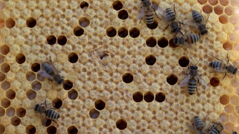 Königinnen gestohlen (Foto: SAT.1 NRW)