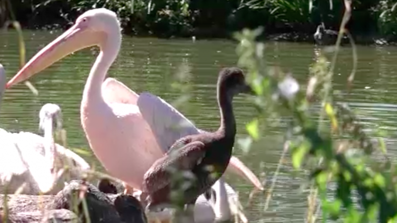Pelikane im Kölner Zoo geboren (Foto: SAT.1 NRW)