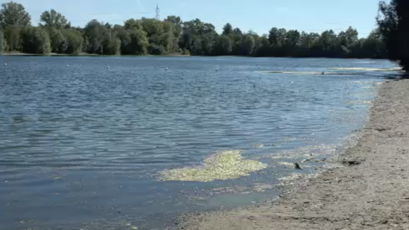 Giftige Blaualgen im See sorgen für Badeverbot (Foto: SAT.1 NRW)
