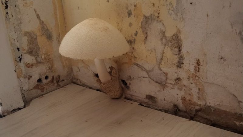 Riesen-Pilz in Wohnung (Foto: SAT.1 NRW)