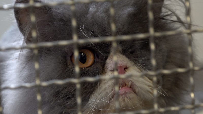 Katzen hilflos zurückgelassen (Foto: SAT.1 NRW)