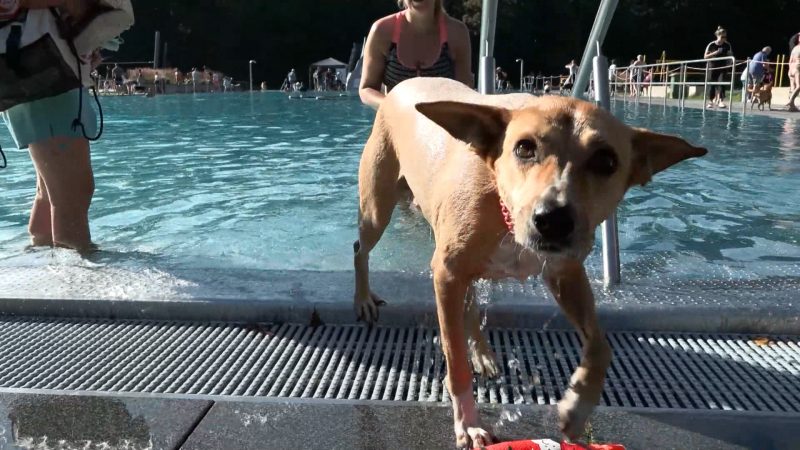 Neuntes Hundeschwimmen in Köln  (Foto: SAT.1 NRW)