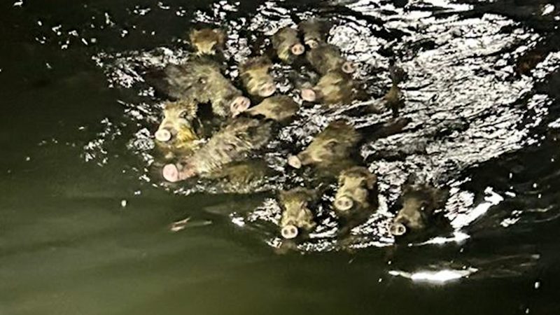 Wildschweine in Arnsberg vor dem Ertrinken gerettet  (Foto: SAT.1 NRW)