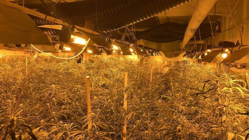 Cannabisplantage neben Polizeiwache (Foto: SAT.1 NRW)