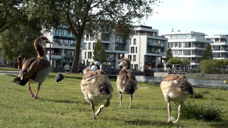 Gänse überlaufen Dortmunder See (Foto: SAT.1 NRW)