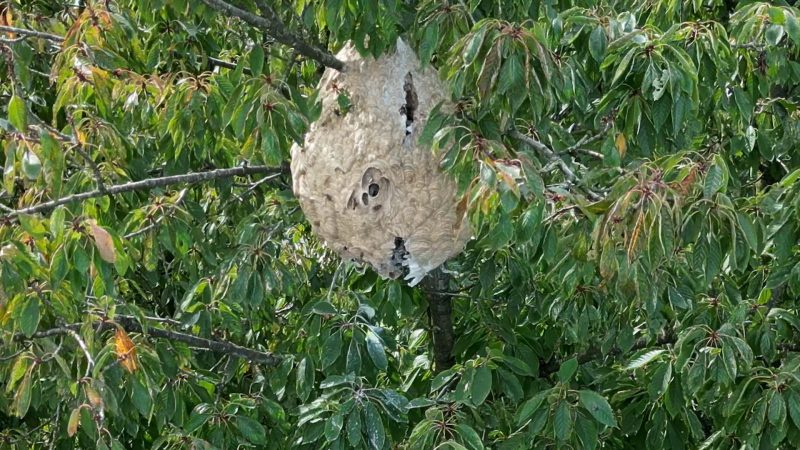 Asiatische Hornissen in NRW auf dem Vormarsch (Foto: SAT.1 NRW)