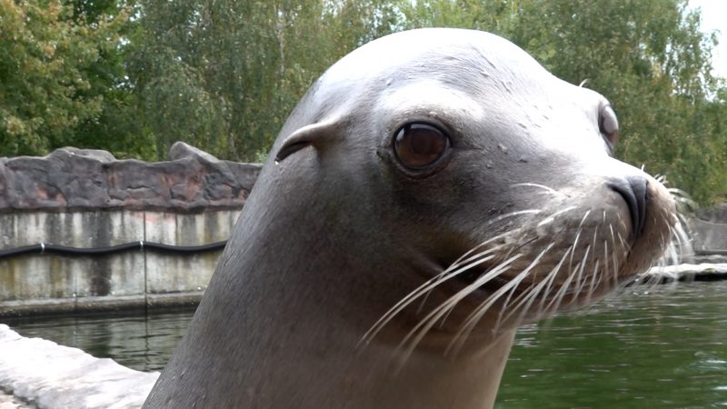 Seelöwen üben für Arztbesuch (Foto: SAT.1 NRW)