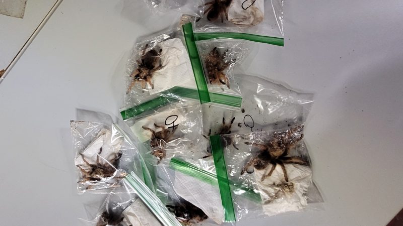 Zoll findet hunderte Spinnen und Skorpione in Koffer (Foto: SAT.1 NRW)