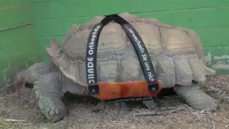 Schildkröte kann wieder laufen (Foto: SAT.1 NRW)