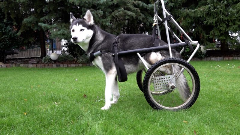 Familie mit Rollstuhl-Hund muss aus Wohnung ausziehen (Foto: SAT.1 NRW)
