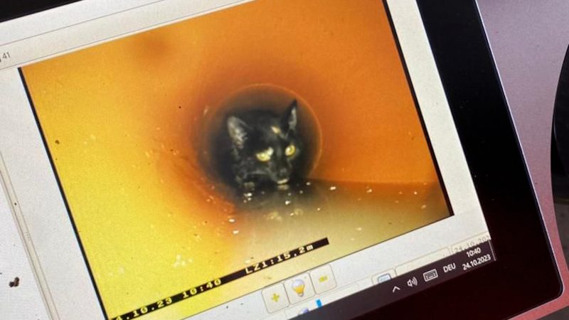 Katze aus Regenrohr gerettet (Foto: SAT.1 NRW)