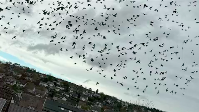 Vogel-Invasion in Meschede (Foto: SAT.1 NRW)