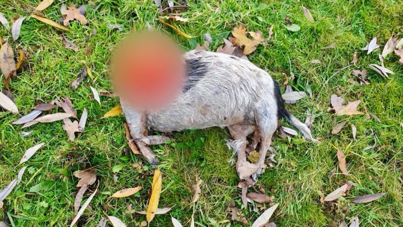 Geköpfter Hund in Düsseldorf gefunden (Foto: SAT.1 NRW)