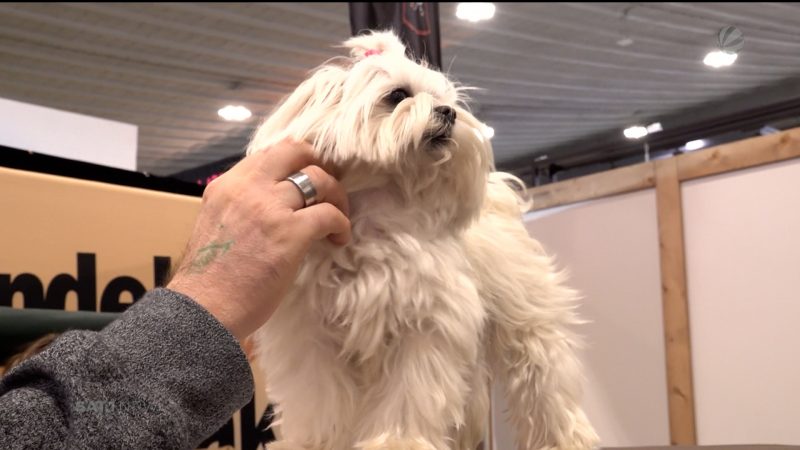 Hund- und Pferd-Messe in Dortmund (Foto: SAT.1 NRW)