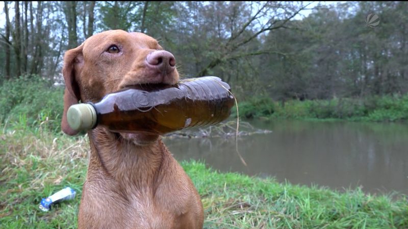Hund „Faro“ macht Jagd auf Müll (Foto: SAT.1 NRW)