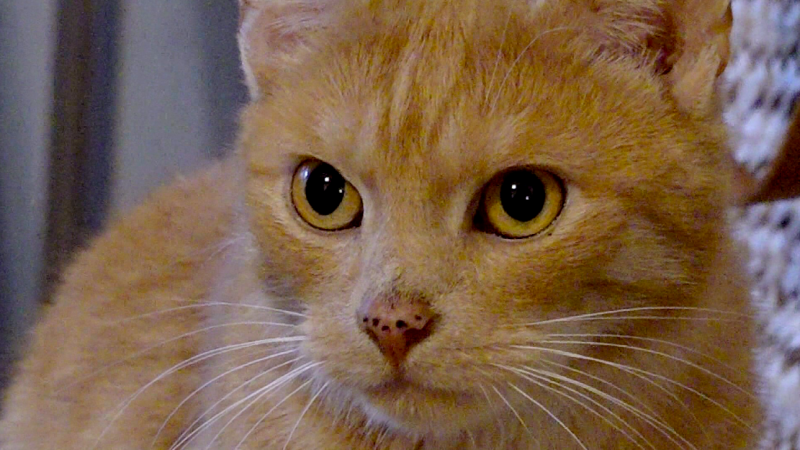 Kater in Orgel gefunden (Foto: SAT.1 NRW)