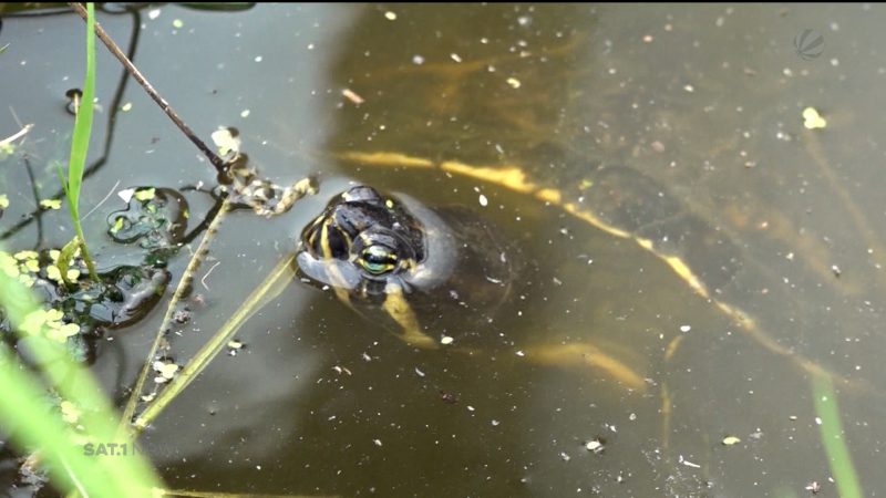 Schildkröten-Rettung überlaufen (Foto: SAT.1 NRW)