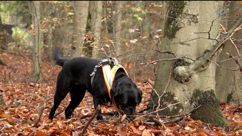 Hunde erschnüffeln Schweinepest (Foto: SAT.1 NRW)