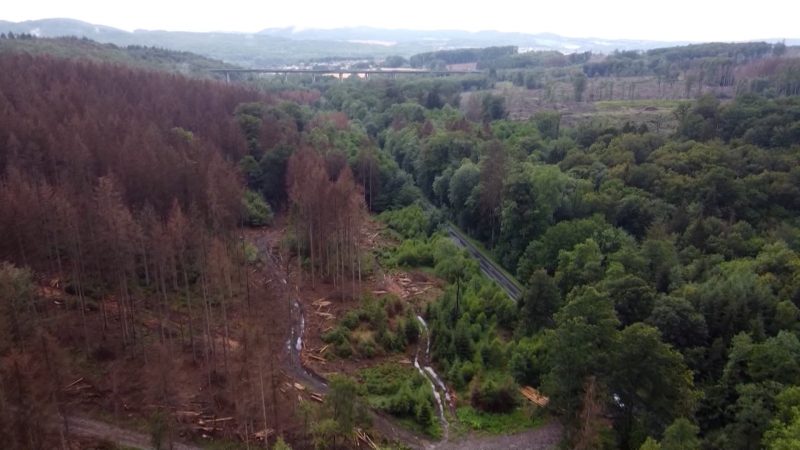 Aktueller Waldzustandsbericht vorgestellt (Foto: SAT.1 NRW)