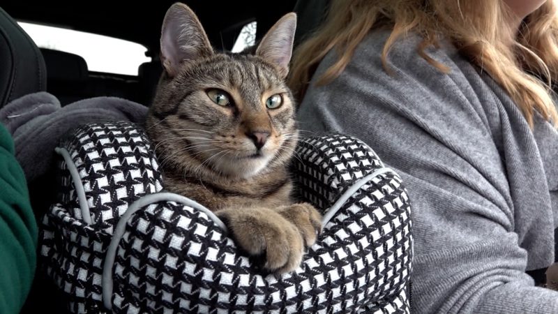 Katzentherapie für Autofahrer (Foto: SAT.1 NRW)