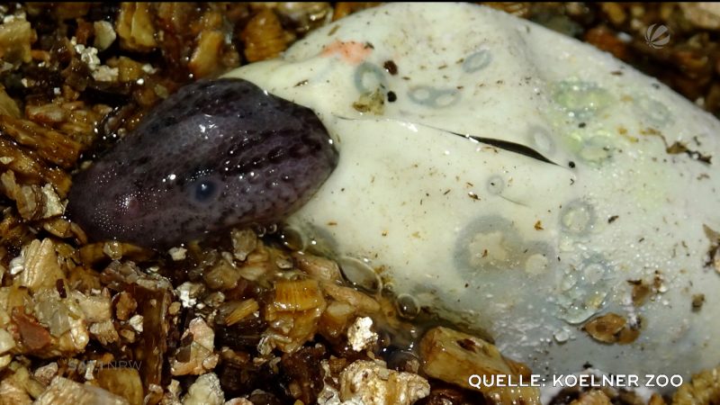 Täglich Nachwuchs im Kölner Zoo (Foto: SAT.1 NRW)